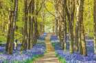 Forest Bluebells Art Print