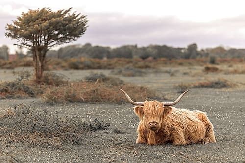 Highland Cow II Art Print