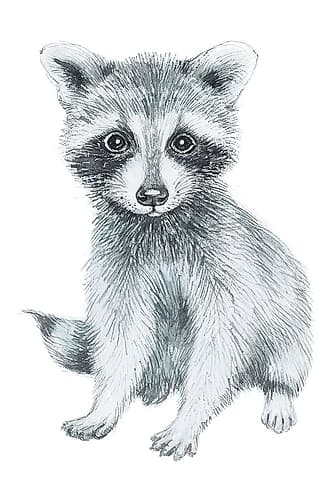 Baby Raccoon Wildlife Print