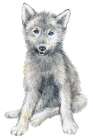 Baby Coyote Art Print