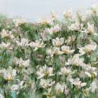 Daisy Field Art Print