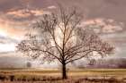 In The Light Of The Full Moon - by Celebrate Life Gallery | CAP and Winn Devon | Celebrate Life Gallery