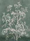Delicate Tree I Botanical Print