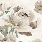 Lustrous Peonies II Art Print