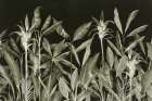 Monochrome Jungle Leaves at Night Art Print