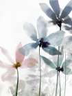 Whimsical Blossoms II Art Print