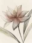 Delicate Lines of Natures Grace I Art Print