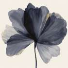 Petals of Midnight Serenity II Art Print