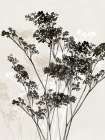 Silhouettes of Delicate Blooms I Art Print