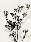 Silhouettes of Delicate Blooms II Art Print
