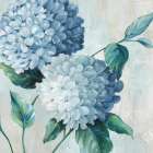 Blue Hydrangea Blooms II Art Print