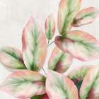 Fresh Leaves II Art Print