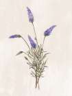 Wild Botanical I Art Print