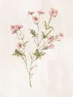 Wild Botanical II Art Print