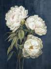 Vintage Peony Art Print