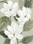 White Blooms on Soft Sage Art Print