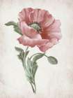 Delicate Blooms in Soft Hues I Art Print