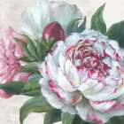 Peony Blossoms in Gentle Bloom Art Print