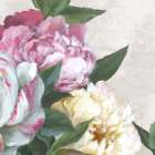 Blooming Peony Harmony Art Print