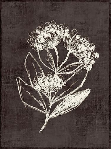 Chalk Blooms on Dark Canvas Art Print by Alex Black