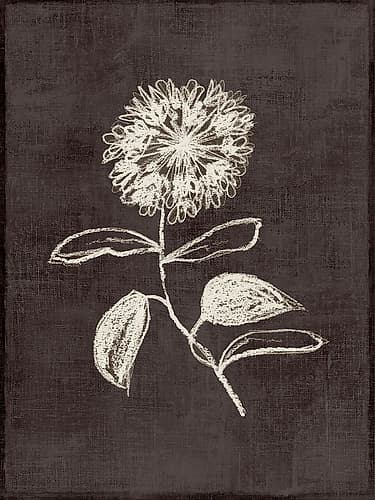 Chalk Blossom on Dark Canvas Art Print by Alex Black