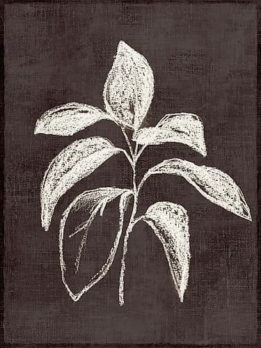 Chalk Leaf on Dark Canvas Art Print by Alex Black