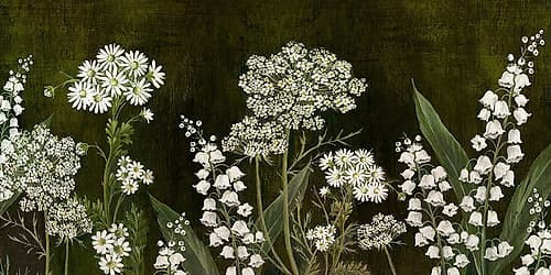 White Wild Flower Blooms Art Print by Alex Black