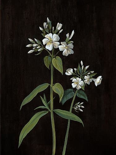 White flowers on Black I Art nouveau reproduction
