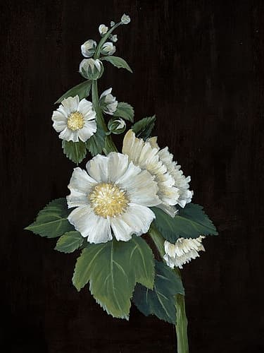 White flowers on Black II Art Print