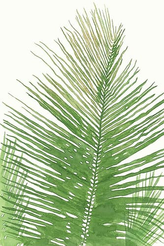 Palma da Cocco Beach Print