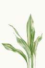 Aspidistra Variegata II Botanical Print