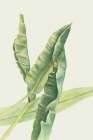 Foglie di banano by Elvira Errico Art Print