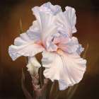 White Iris II Art Print