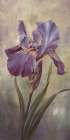 Single Iris I Art Print