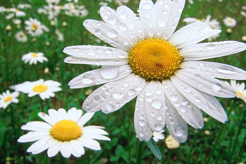 Daisy Drops Art Print