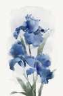 Blue Orchid Bunch Art Print