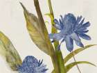 Blue Ginger Art Print