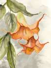 Orange Bell Flowers Art Print