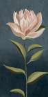 Pink Magnolia Flora II Art Print