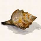 Conch Shell Art Print