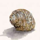 Golden Seashell Art Print
