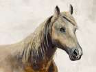 Sea Biscuit Art Print