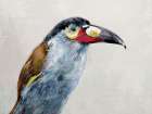 Black billed Mountain Toucan Art Print