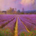 Lavender Fields II Art Print