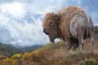 Golden Bison Art Print