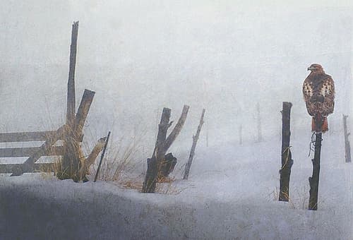 Misty Morning Art Print