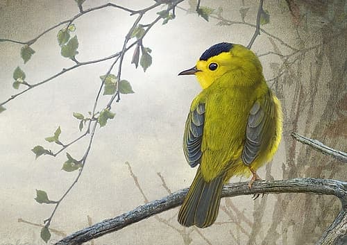 Keeping an eye out on a branch Art Print