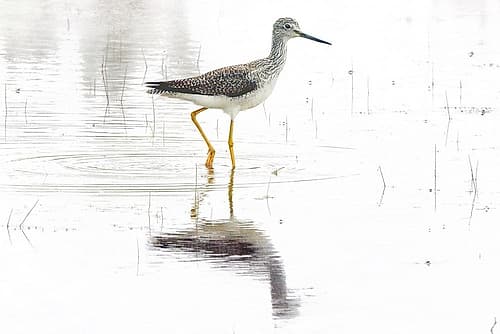 Silent water break Art Print by Alex Black