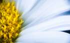 Soft Reach Art Print