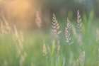 Summer Light Art Print
